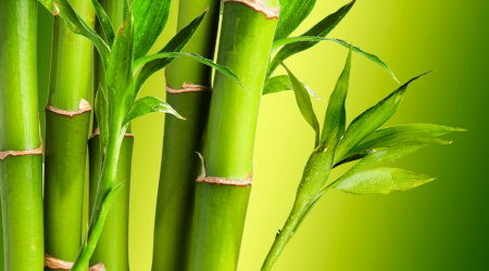 Duurzame materialen-bamboe-ecoprofiles duurzaam materiaal - bamboe